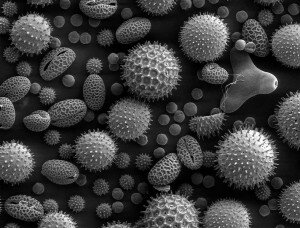788px-Misc_pollen