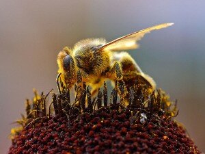 800px-Bees_Collecting_Pollen_2004-08-14