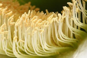 800px-Cactus_flower_pollen