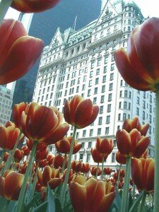 NewYorkPlazaHotelRedTulips_best_web