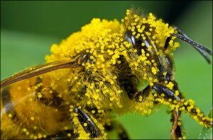 bee_pollen_macro