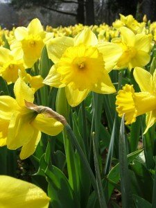 daffodils