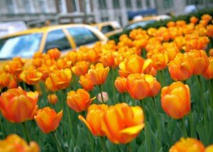 park_ave_tulips_curb_lg